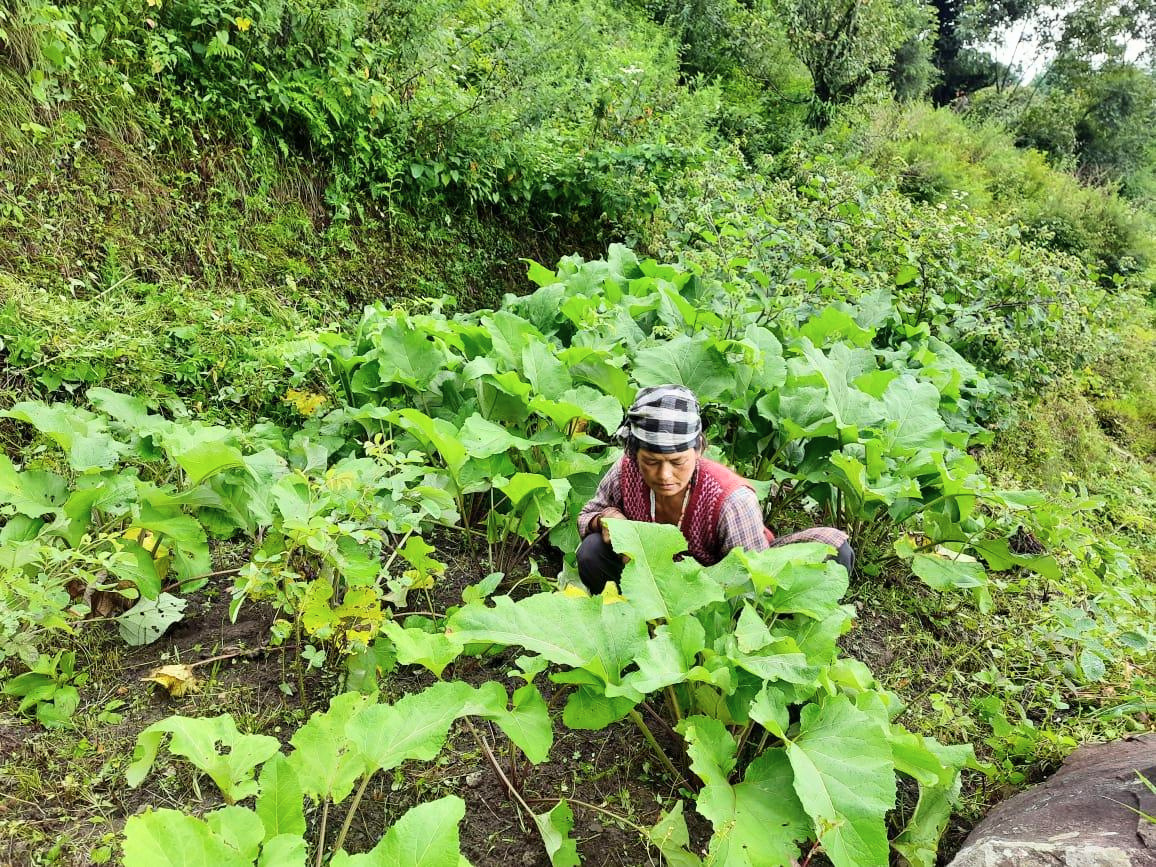 अश्वगंधा-की-Farming kaise karte hai