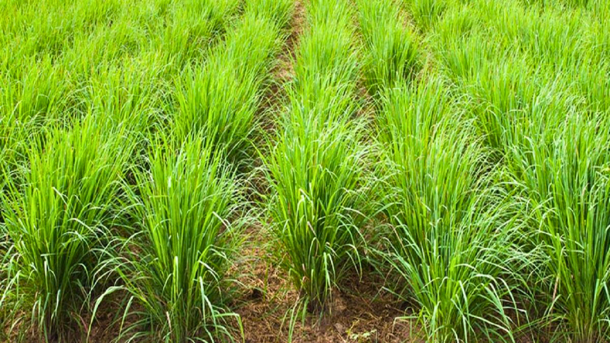 लेमनग्रास-खेती kiase shuru kare